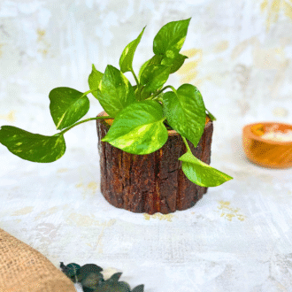 Kesar Small Rustic Wooden Planter